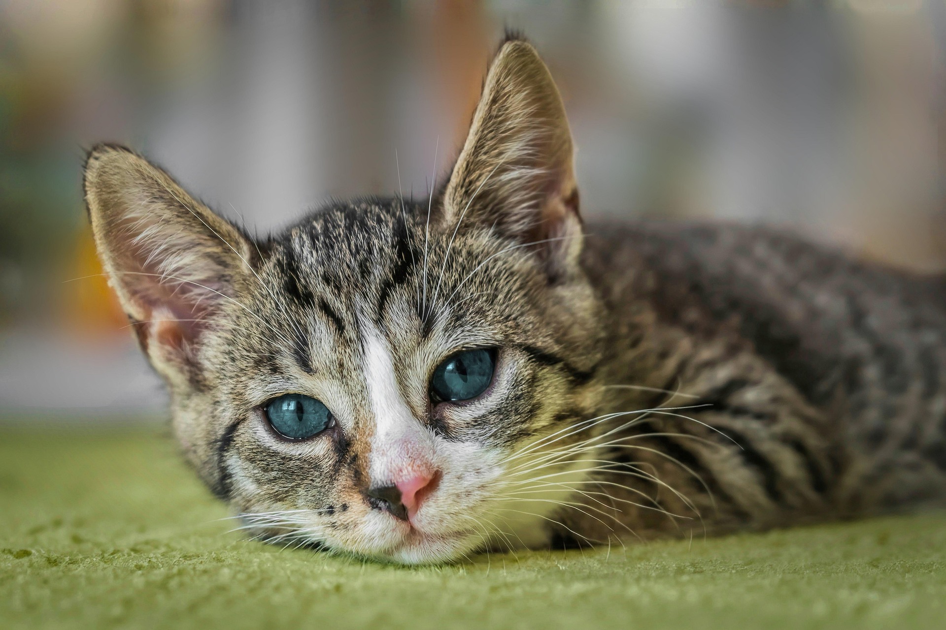 about-01 Guvo59 European Shorthair 8601492 1920