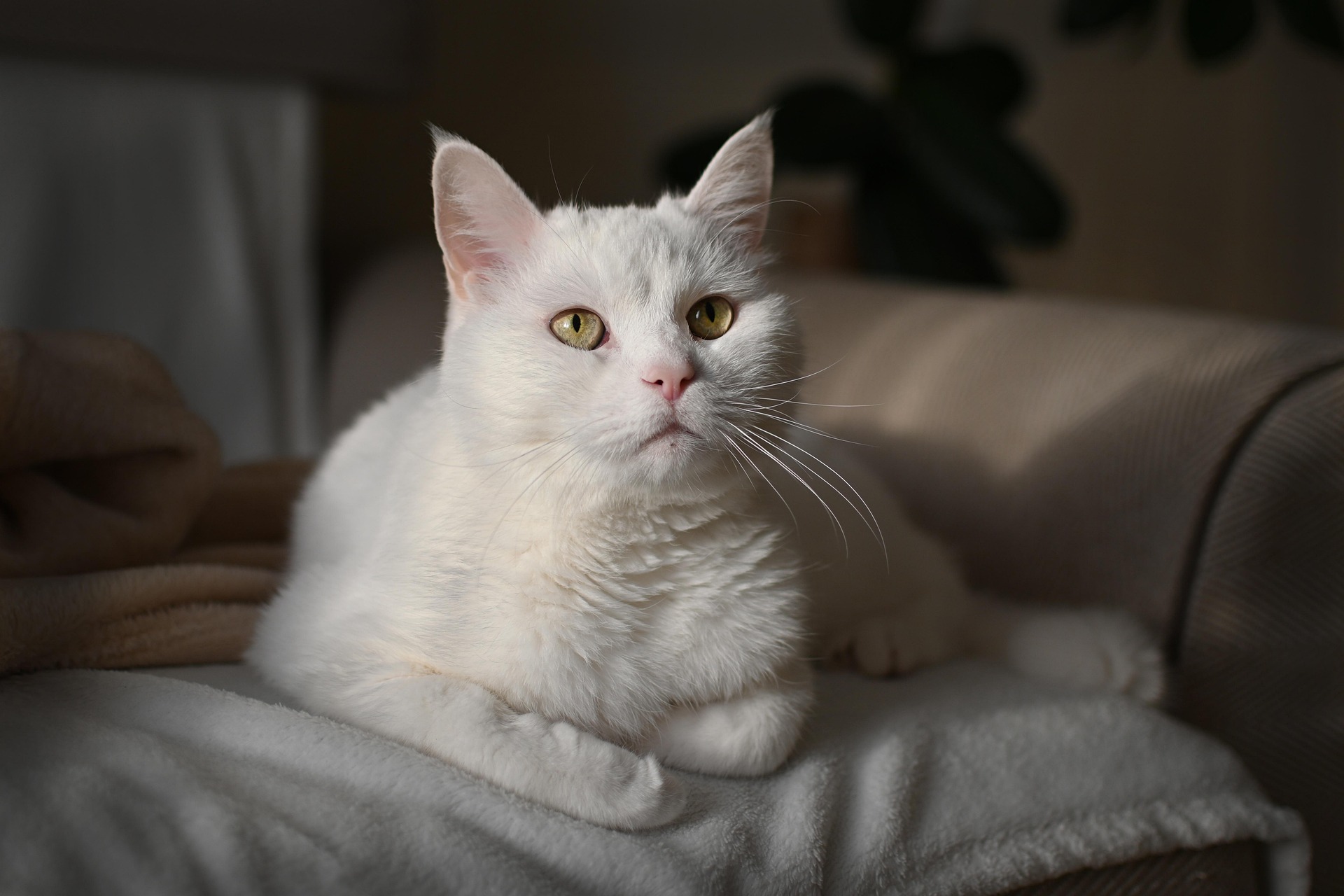 hero-img-02 Irenna Cat 7274205 1920