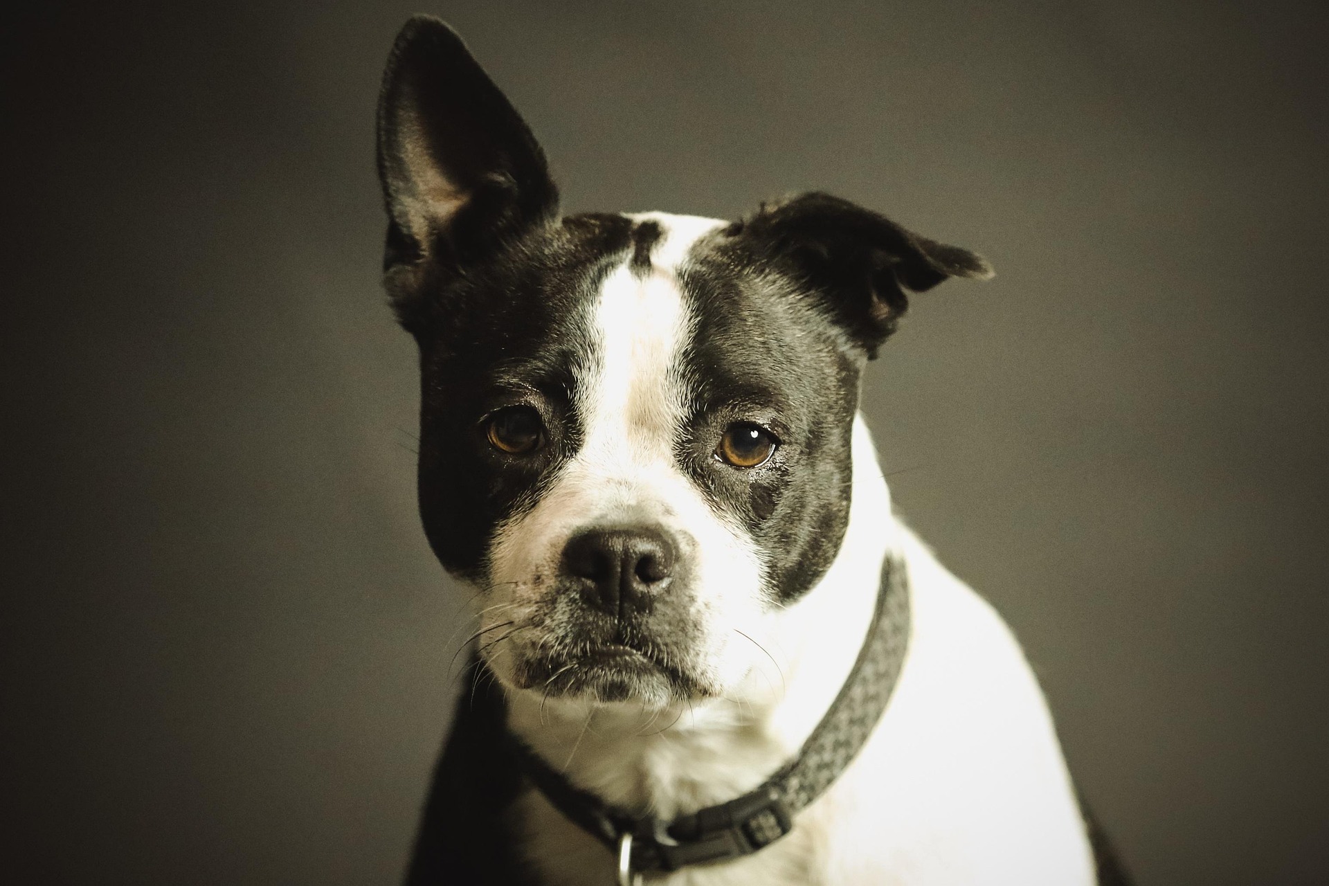 services-01 Pexels Dog 2178696 1920