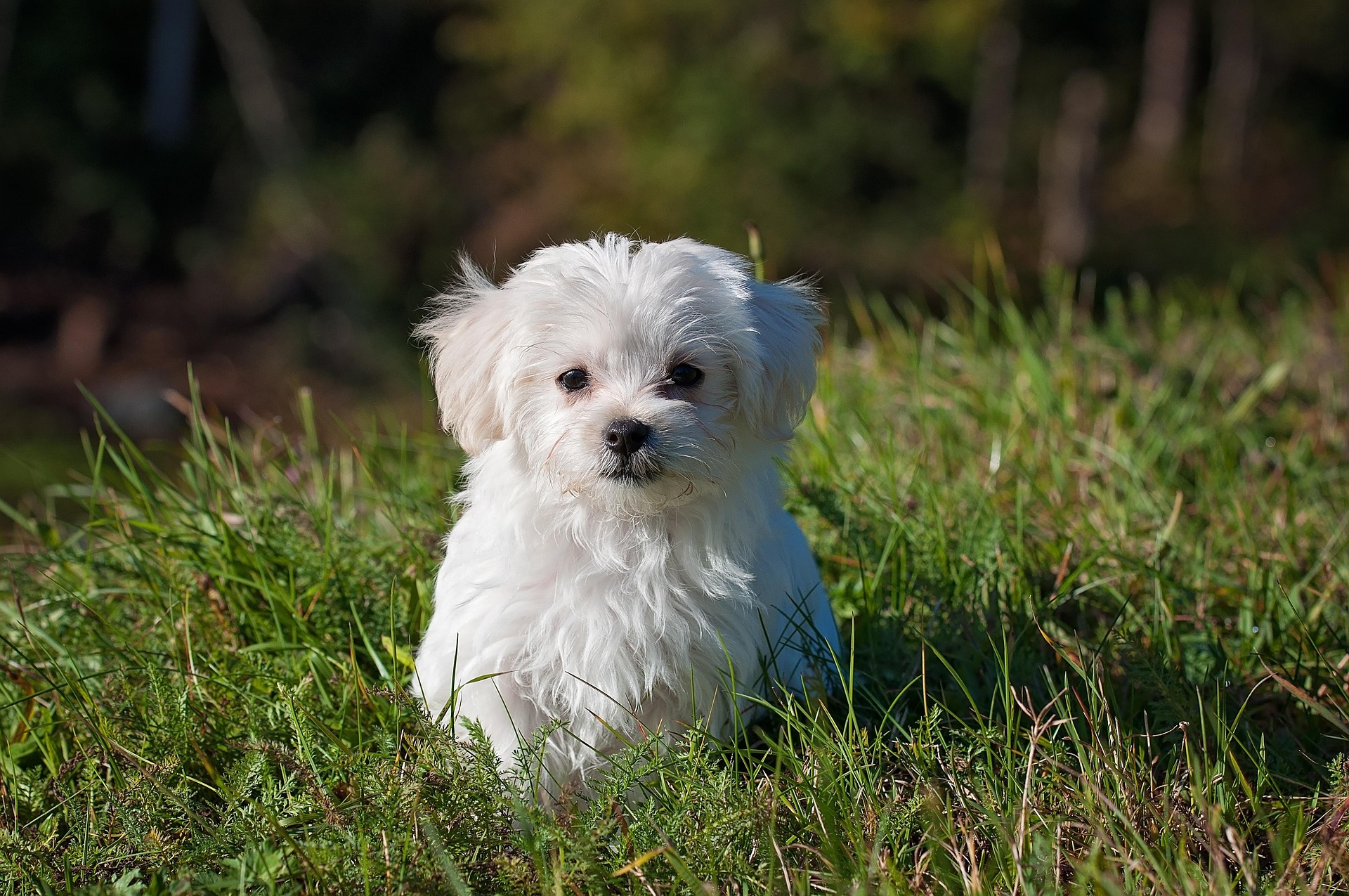hero-img-01 Pezibear Maltese 1123016 1920