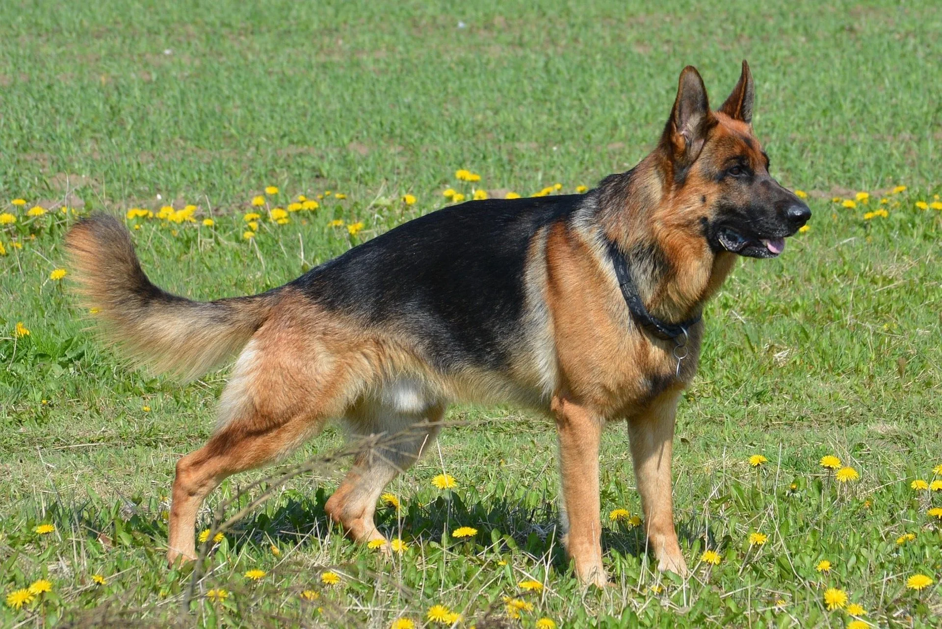 German Shepherd puppy showing early hip dysplasia signs in hind legs
